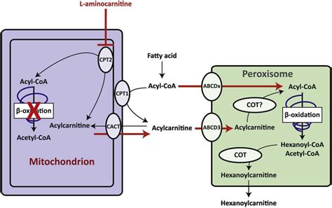 Metabolic interactions between peroxisomes and mitochondria with a special focus on ...