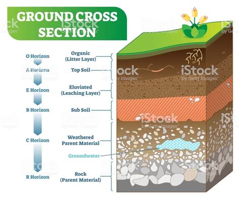 Ground Cross Section vector illustration with organic, topsoil,... | Vector illustration, Top ...