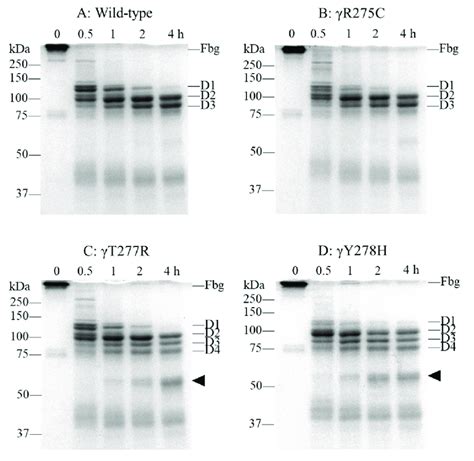 Fibrinogen degradation assay with plasmin. Recombinant fibrinogens... | Download Scientific Diagram