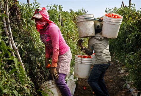 Growing tomatoes in the era of free trade