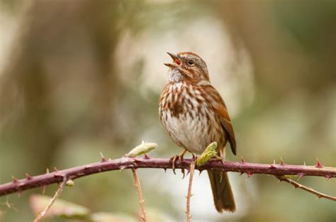 Learn to Identify Birds at Birding By Ear - Wisconsin Council of the Blind & Visually Impaired