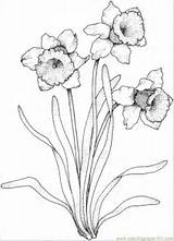 Coloring Pages Narcissus 4 Natural World > Flowers  Free Printable sketch template