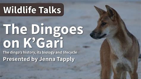 Free Wildlife Talk: The Dingoes on K’Gari — USC Hervey Bay | Wildlife ...