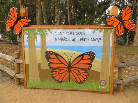 Monarch Butterfly Grove at Pismo State Beach - California Beaches