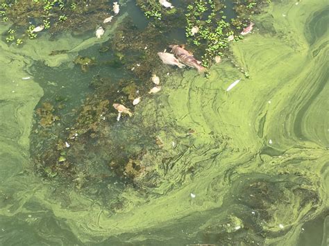 Despite Record Snow Melt, Toxic Algae Continues To Bloom In California ...