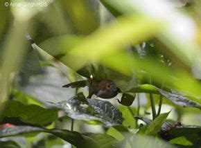 Common Tailorbird: 1. Nest building - Bird Ecology Study Group