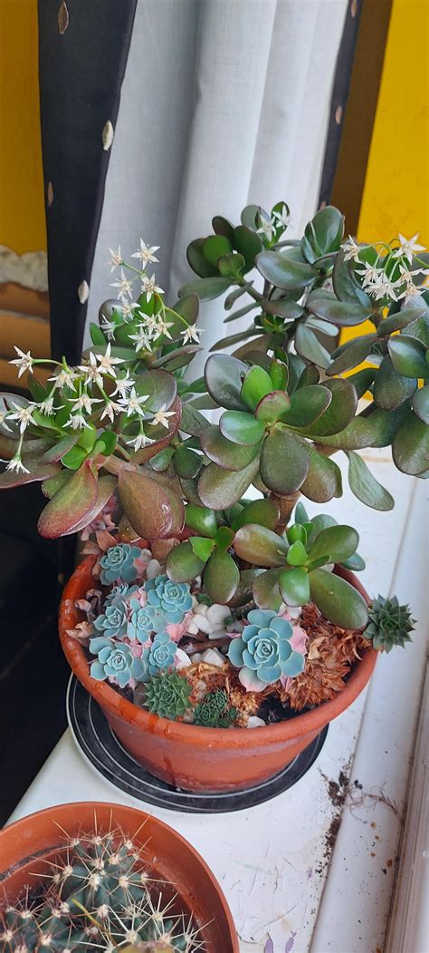 My flowering jade plant : r/succulents