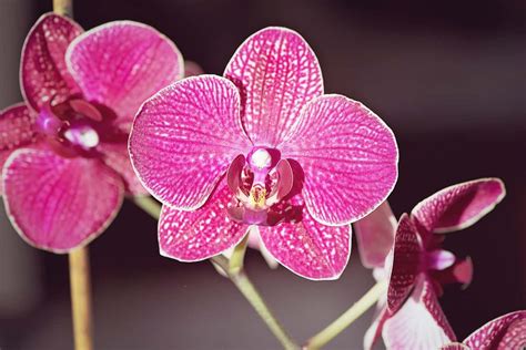 Orchid Flower Meaning and Symbolism - MORFLORA