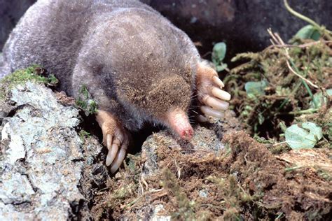 Moles are perfectly suited for their underground lifestyle | Forest ...