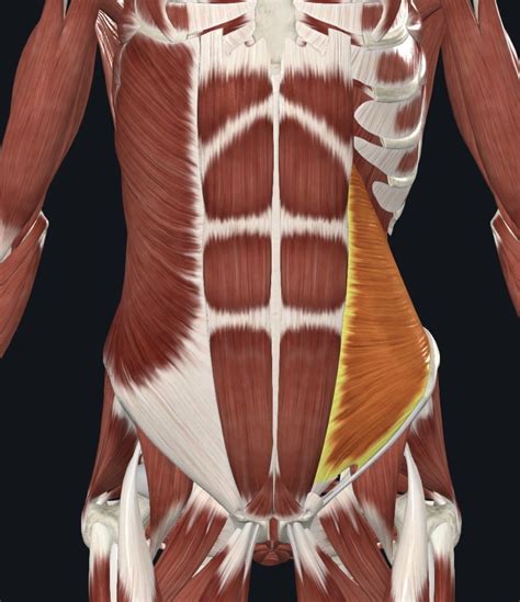 Ant. Abdominal Wall Diagram | Quizlet