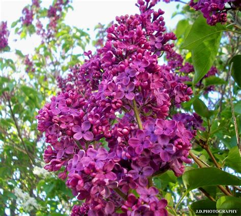 Spring Lilac Bush | Jeremiah Erickson | Flickr