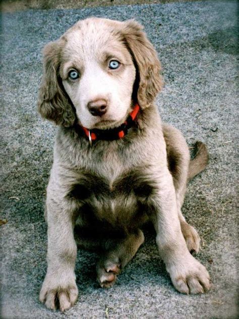 Long-Haired Weimaraner: Everything You Need to Know