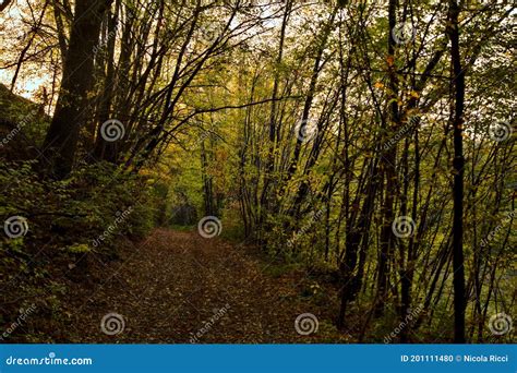 Dirt Path in a Grove in Autumn at Sunset Stock Photo - Image of beatiful, environment: 201111480