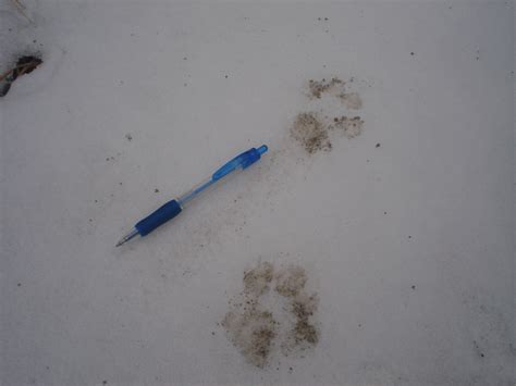 Bobcat tracks. Mud on snow. | Bobcat tracks, Bobcat, Mud