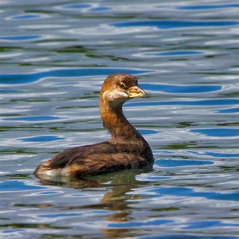 Hawaiʻi Birding Trails | pied-billed grebe