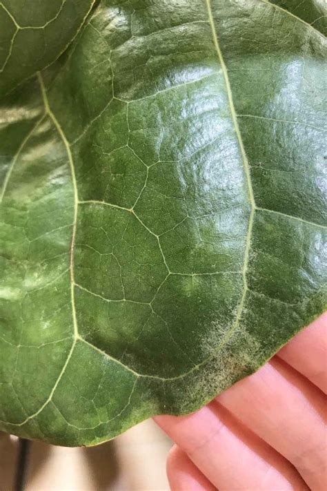 How to Treat Spider Mites on a Fiddle Leaf Fig - Dossier Blog