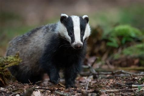 Badger baiting: cruel blood sport still rife | ScopeNI