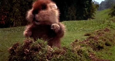 Pin by Charlie Wayfield on Animal GIF's & Stuff | Caddyshack gopher, Groundhog day, Kenny loggins