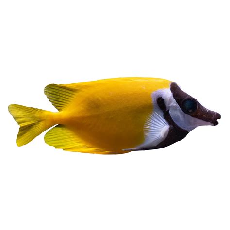 Petco Marine Foxface Rabbitfish - Small, Community & Reef-Safe