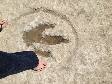 Dinosaur tracks in Leander Texas, on the South San Gabriel River : fossilid