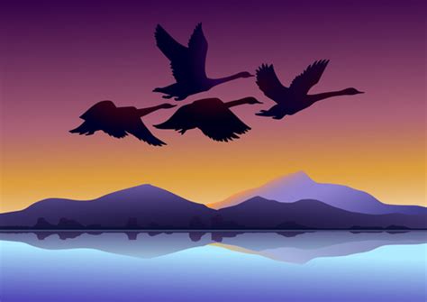 Flying swan with sunset background vector Vectors graphic art designs in editable .ai .eps .svg ...