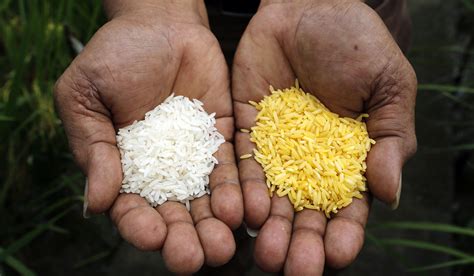 Golden Rice & Humanitarian GMO's | National Review