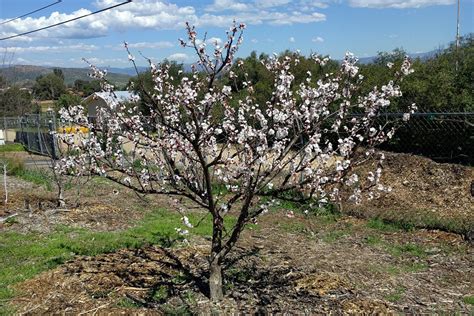 Blenheim apricot bloom 2019 - Greg Alder's Yard Posts: Food Gardening in Southern California