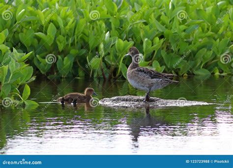 Duck Wigeon Duck on the Yamal Peninsula Stock Photo - Image of game ...