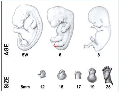 Focus on venous embryogenesis of the human lower limbs - Servier ...