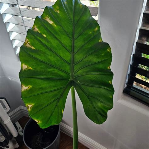 Giant Taro Plant Care: Water, Light, Nutrients | Greg App 🌱