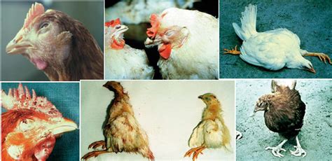 Poultry Disease Control and Prevention