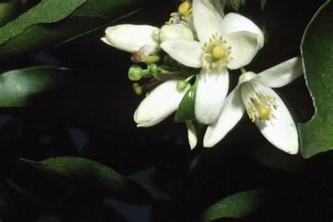 White Flowering Trees Identification