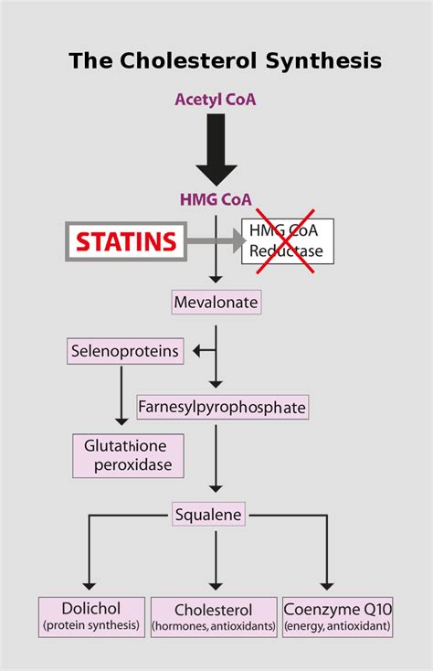 Statin medications and Coenzyme Q10