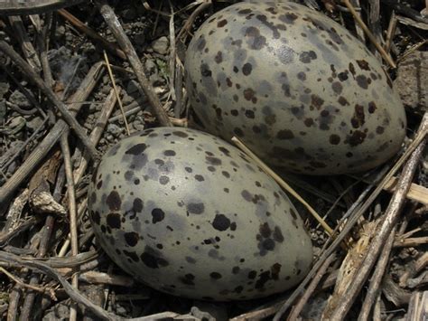 Seagull eggs | Flickr - Photo Sharing!