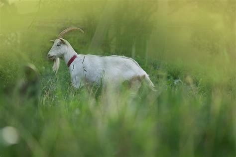 Premium Photo | Juicy green grass and goats goat in a clearing with grass goat walks through the ...