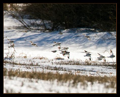 The real snowbirds | Boothbay Register