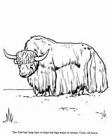 Free Yak Coloring Pages sketch template