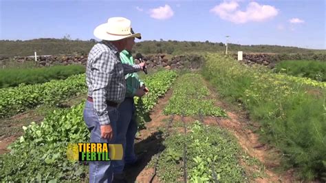 TIERRA FÉRTIL Hortalizas Exóticas (28 de noviembre de 2015) - YouTube