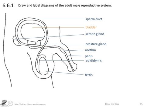 Male Reproductive System Diagram Labeled Black And White - Human Anatomy