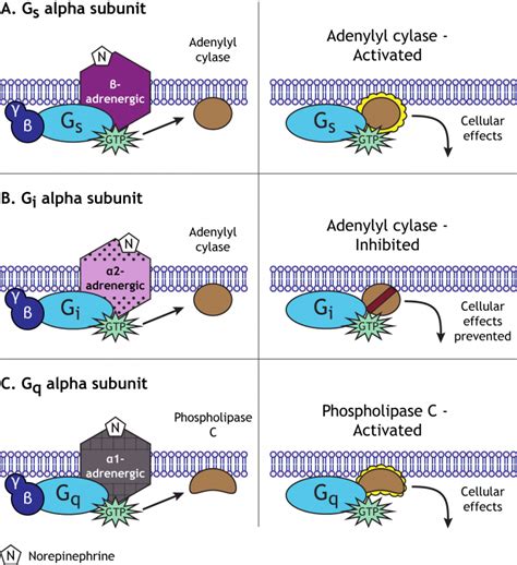 Neurotransmitter Action: G-Protein-Coupled Receptors – Foundations of ...