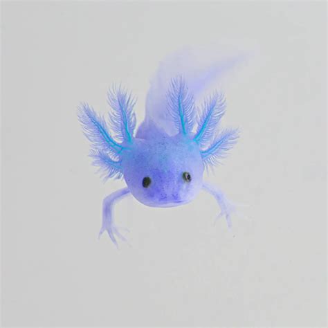 Blue Axolotls In Real Life