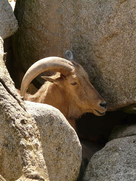 Download free photo of Mane springer,aoudad sheep,mammal,goat,animal - from needpix.com