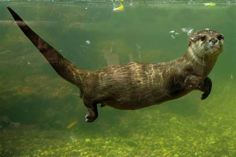 Swimming Otter Underwater