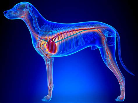 What To Know About Mitral Valve Disease In Dogs - Fidose of Reality