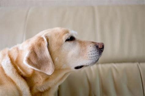 Does Your Dog Smell Like… Dog? | PetMD