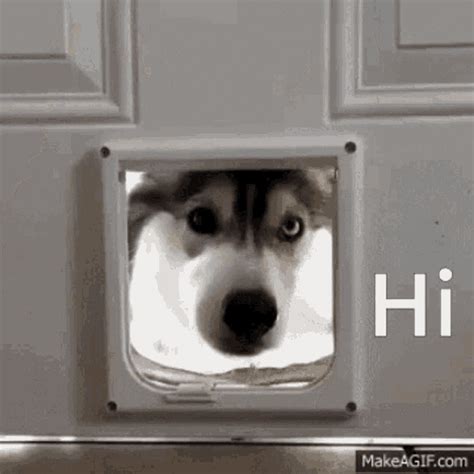 Dog Husky GIF - Dog Husky DogDoor - Discover & Share GIFs