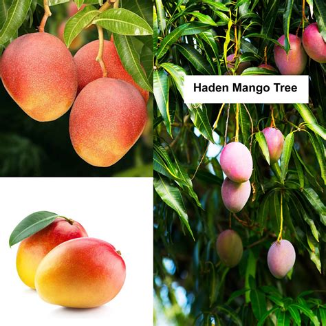 Floral & Garden Crafts Craft Supplies & Tools Haden Mango Florida Mango ...