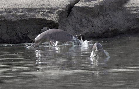 Old fishermen document declining range of the Indus River dolphin