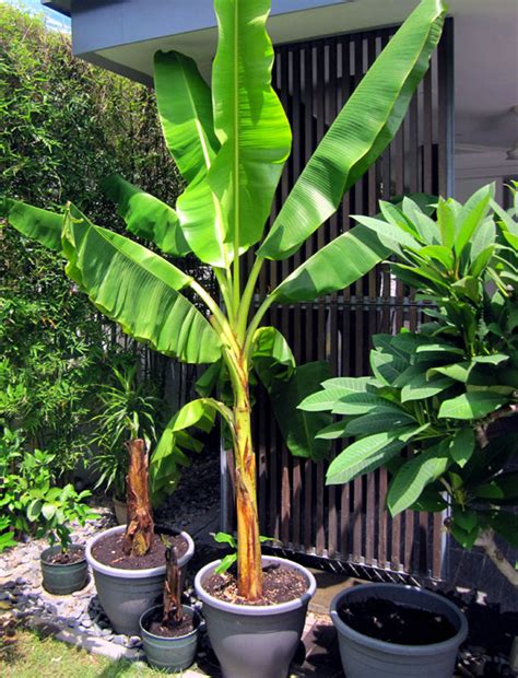 Growing banana tree in containers | How to grow Banana plant | Musa - Naturebring