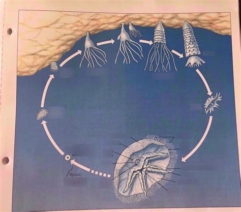 Class Scyphozoa (life cycle of Aurelia) a true jelly fish Diagram | Quizlet